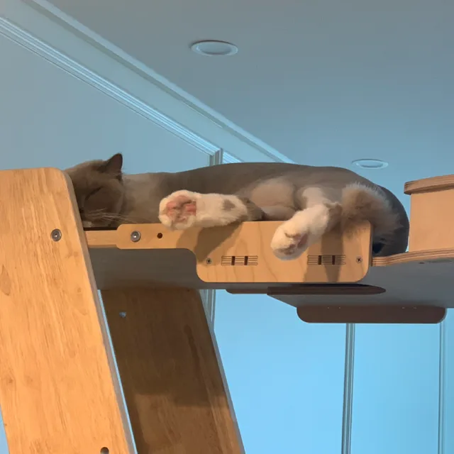 도로시