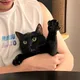 꼬부기