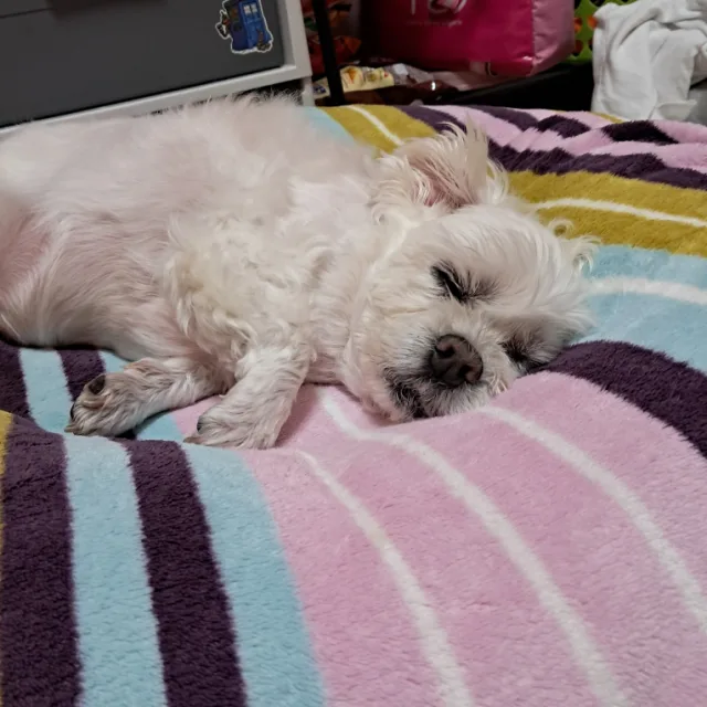 꽃님뽀야맘