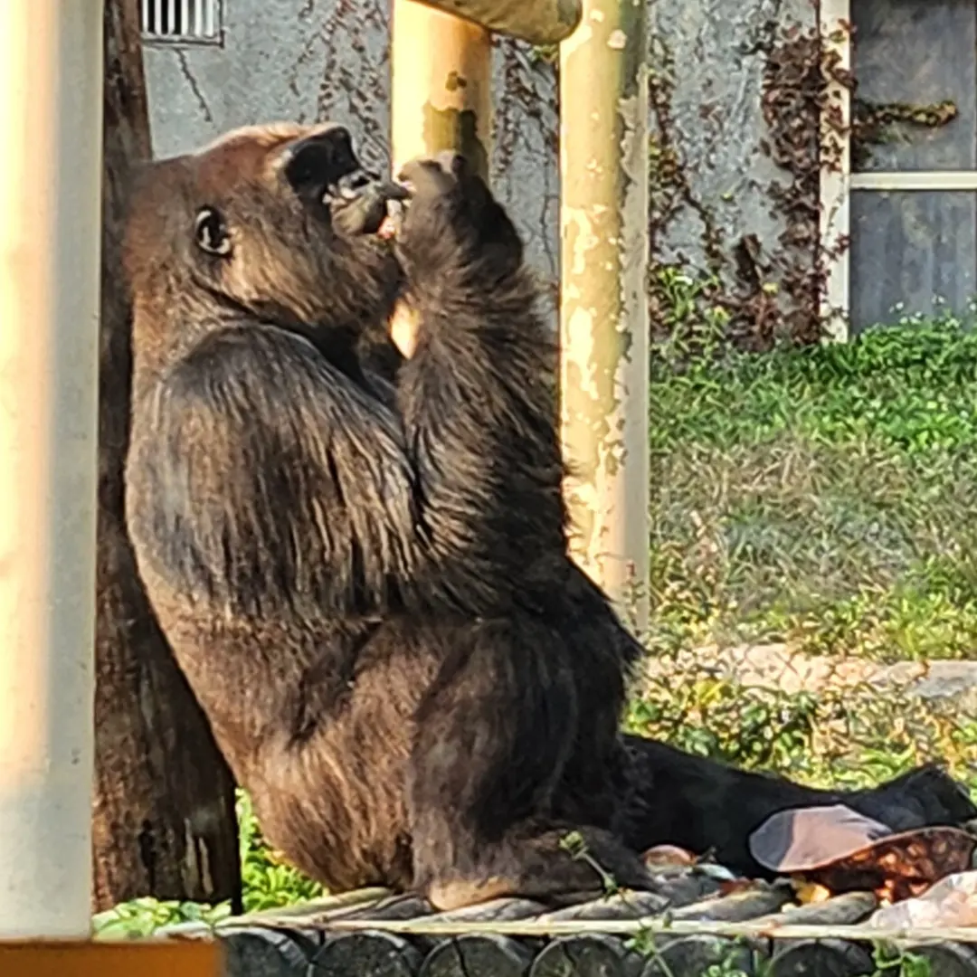 병따개