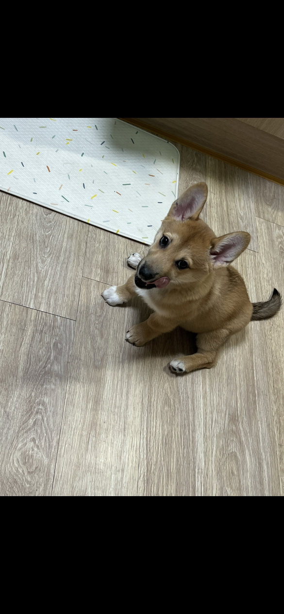 담타는고양이