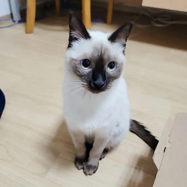 모카후츄