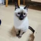 모카후츄