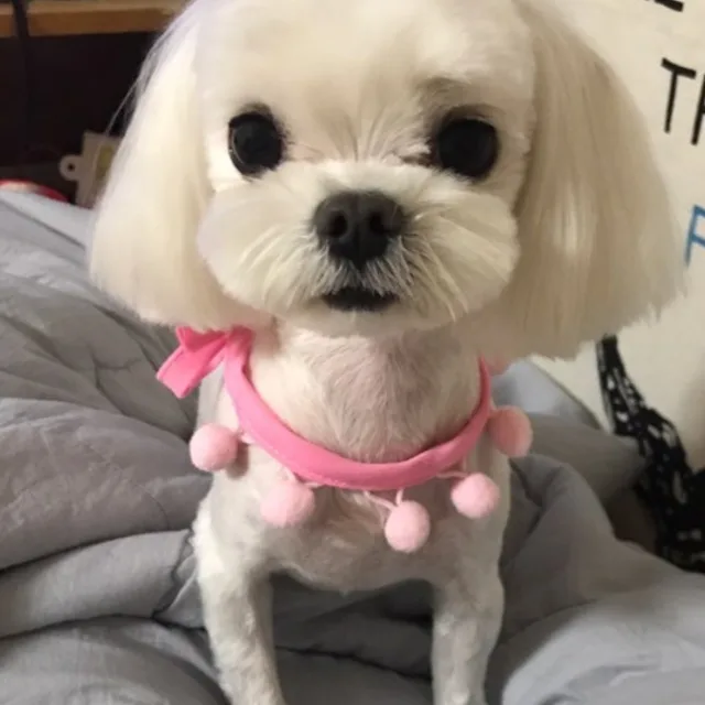 사랑둥이