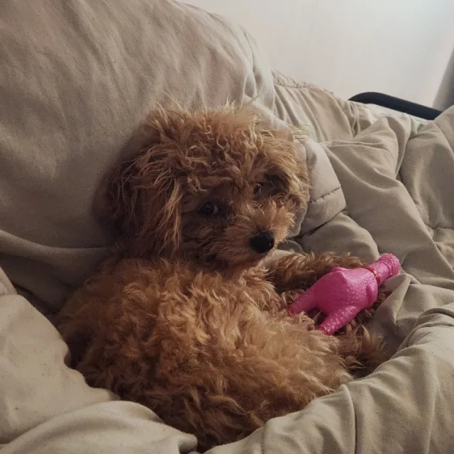 댄콩