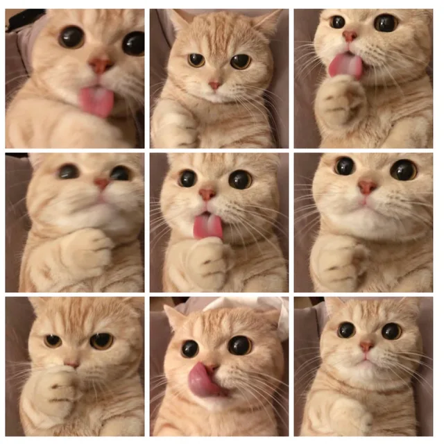 고양이