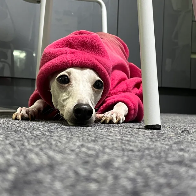 둉둉이