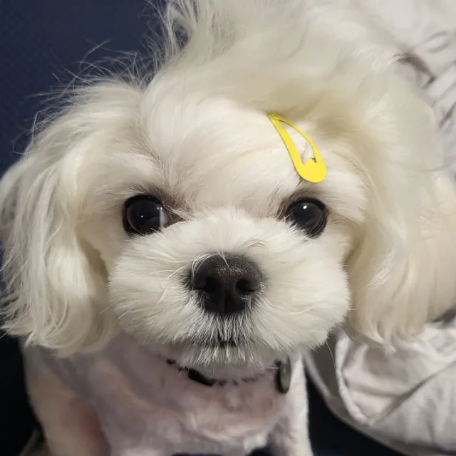 리치언니