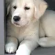 오곰