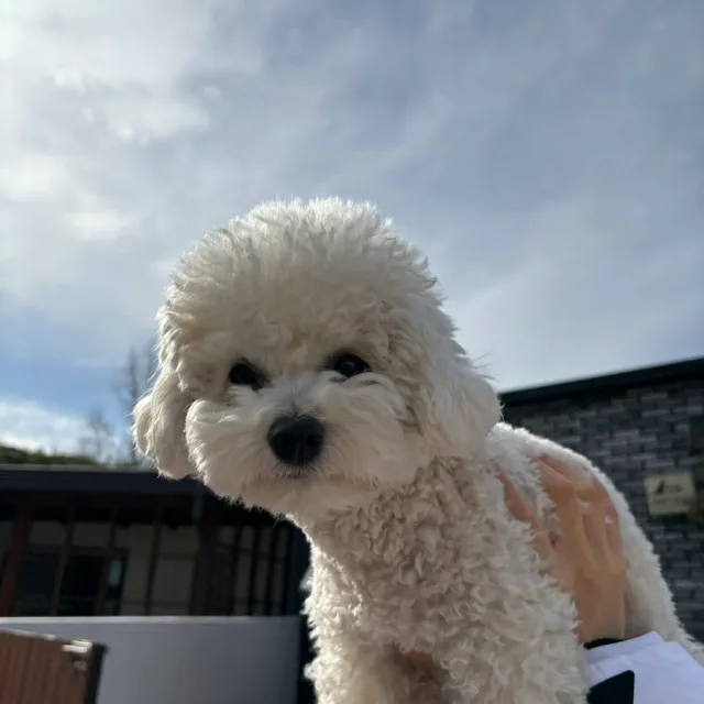 꼬마히야