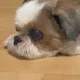 멍뭉잉