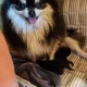 kipusjay