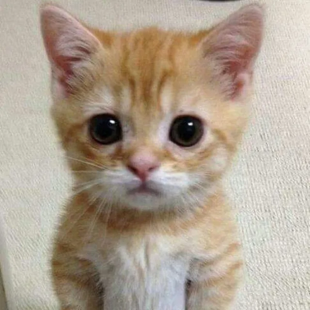 쿨냥이