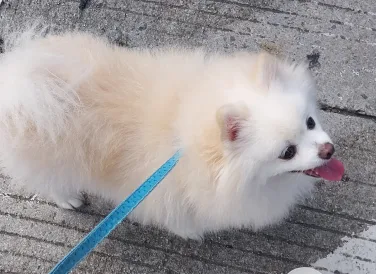 당근조아용