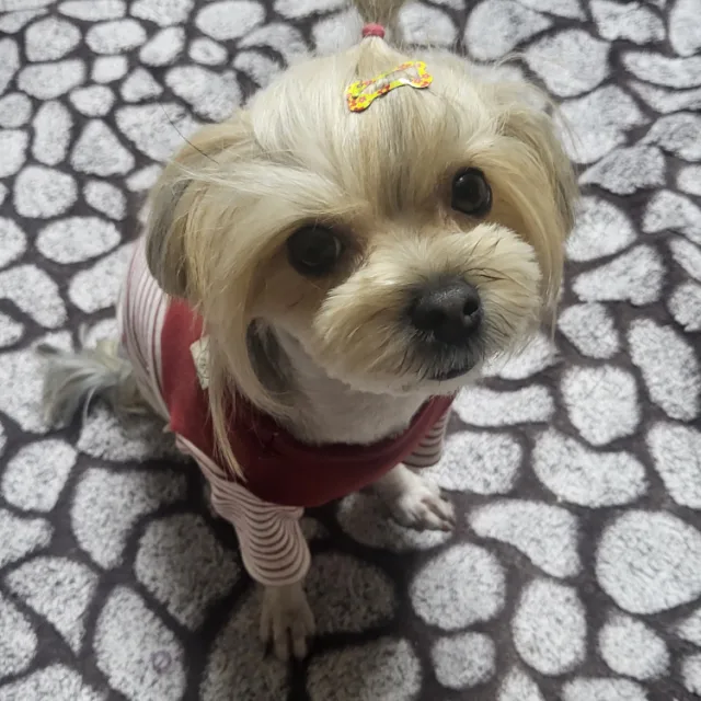 이슬