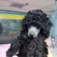 늘이