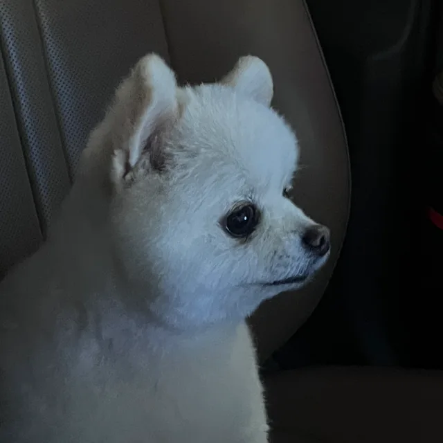 신카사