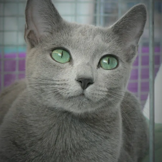 러시안블루냥이