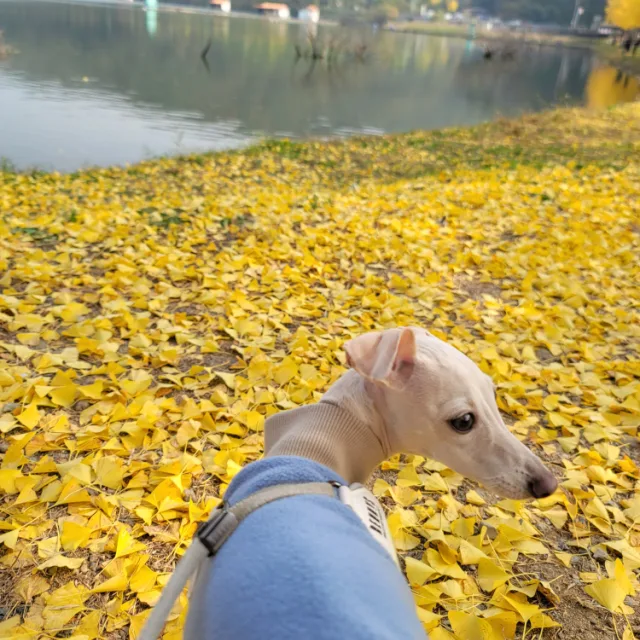 뿌앵