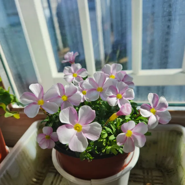 해당화