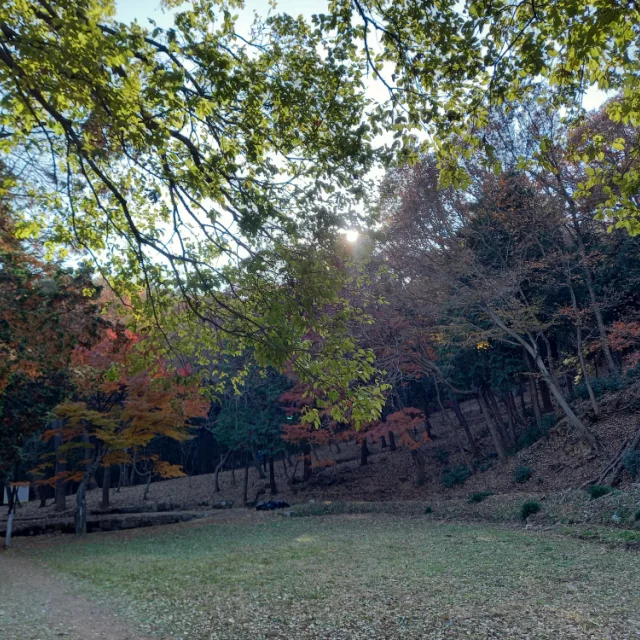 모모