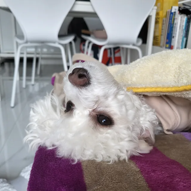 마이쭈