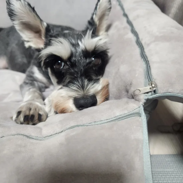 쪼꼬꾸끼