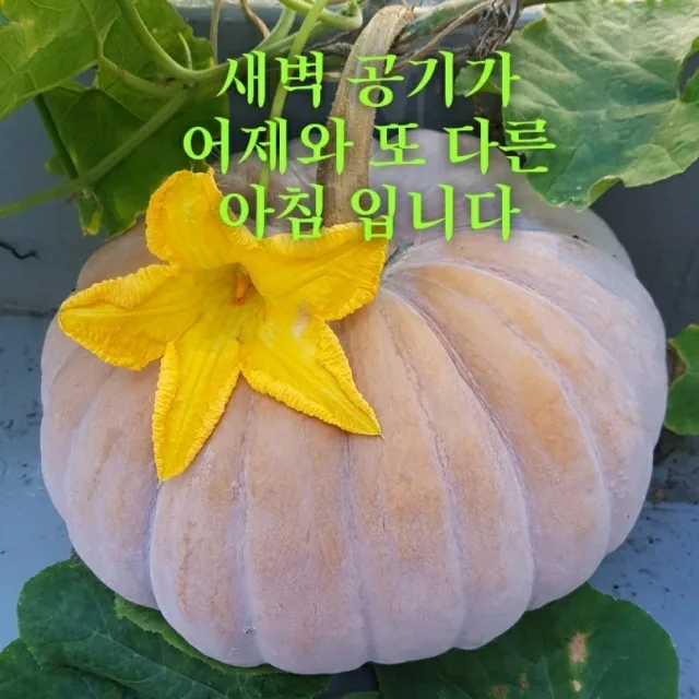 한송이