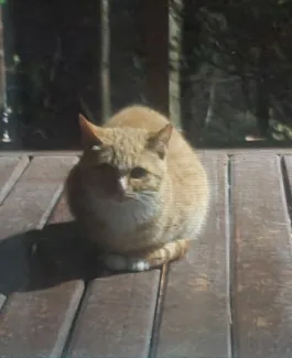 개냥이