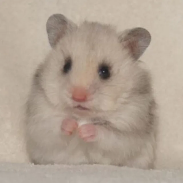 토리