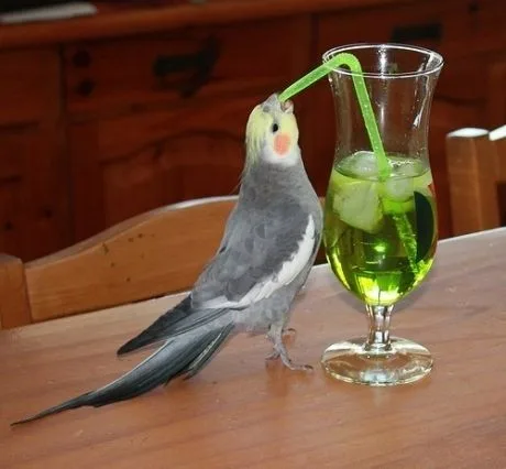 망고올