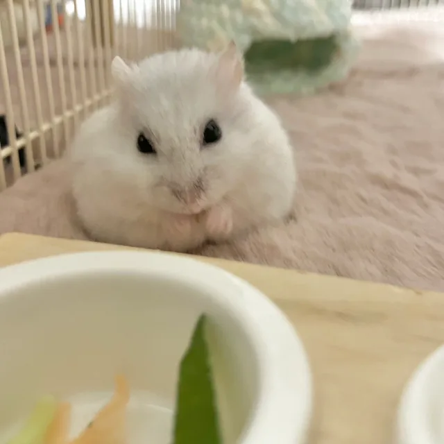 햄스터도둑