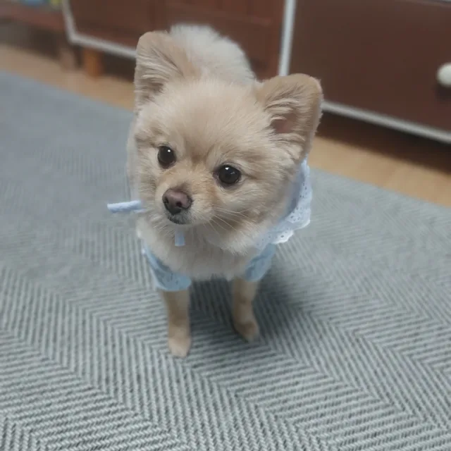 언니