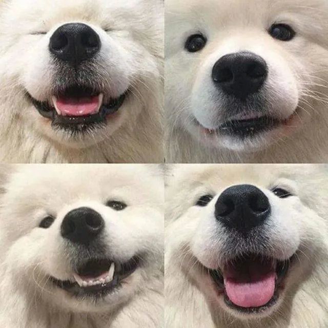 와사비양