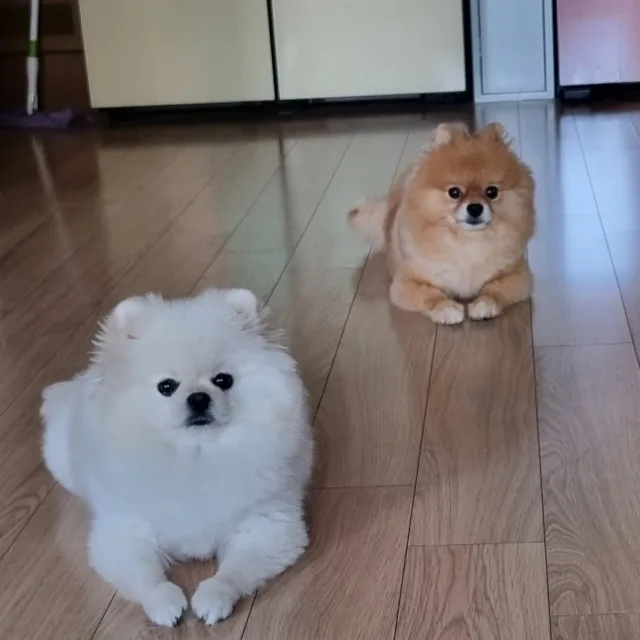 보리보리