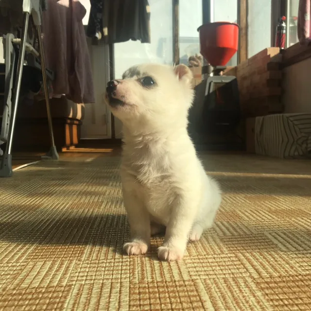 윱인