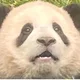 koko