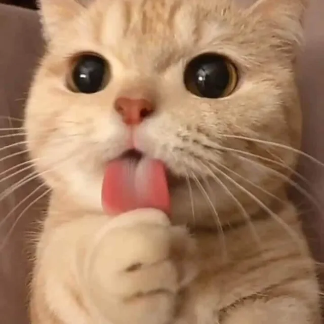 나만없어고양이
