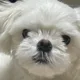 복돌이