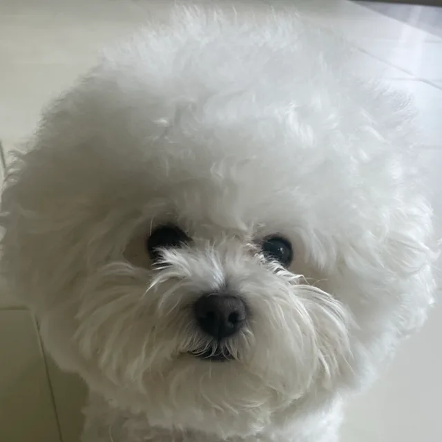 모아