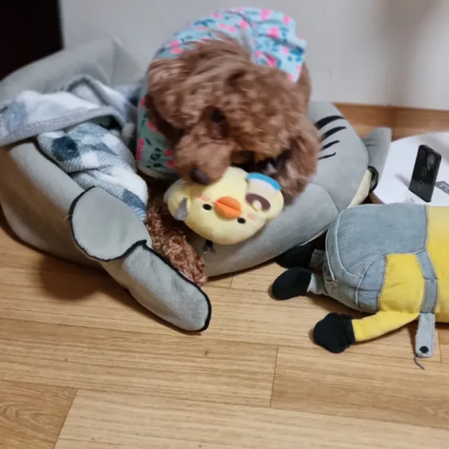 단비