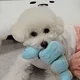 미스터돌체