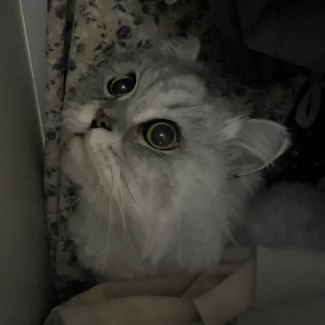 뇽뇽