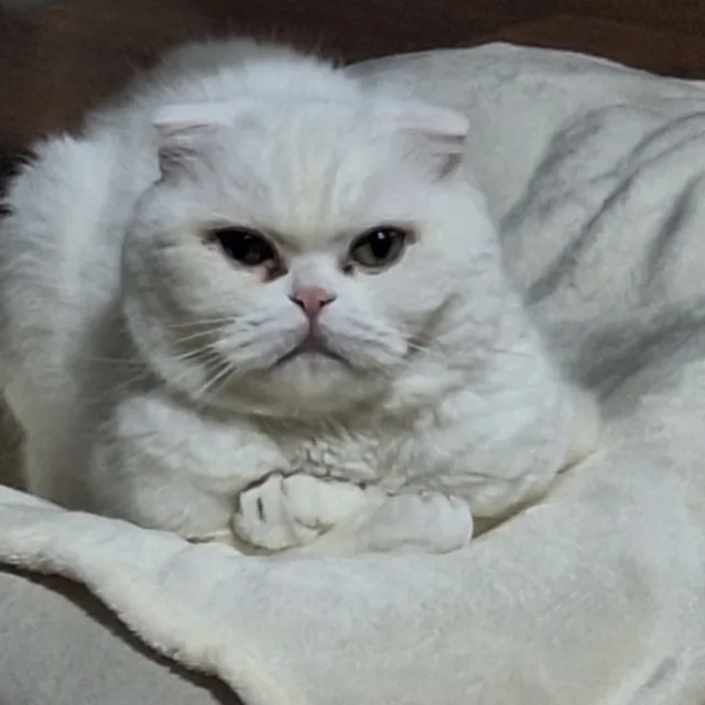 윤이