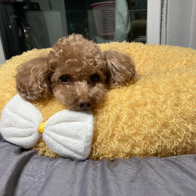 멘탈오리무중
