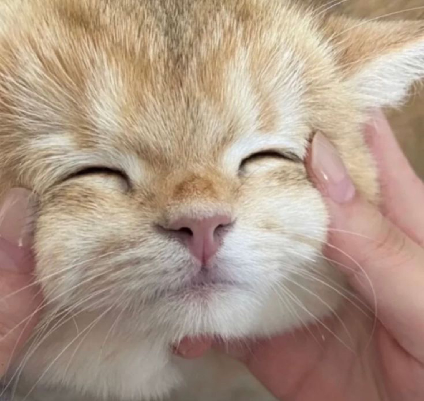 오리
