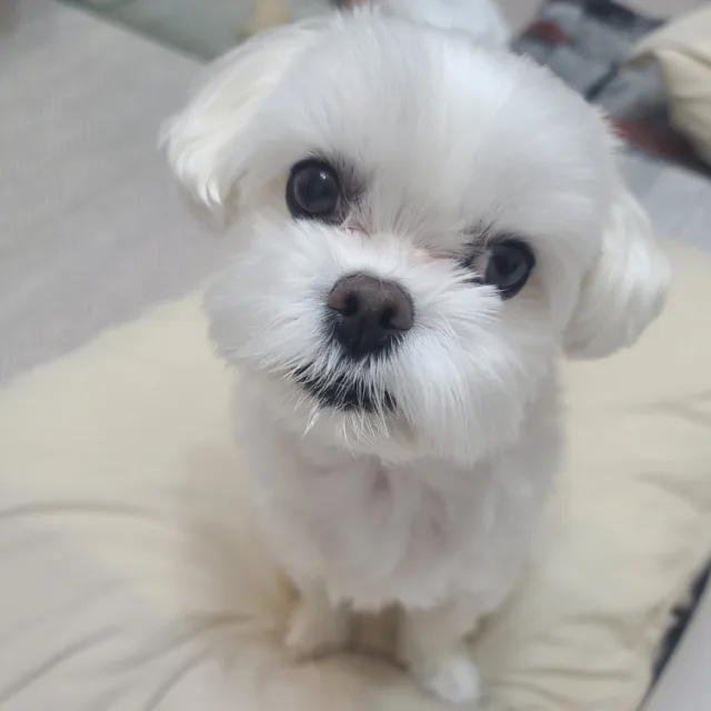 요원