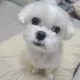 요원