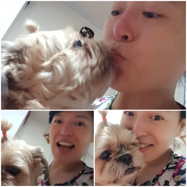 홍초