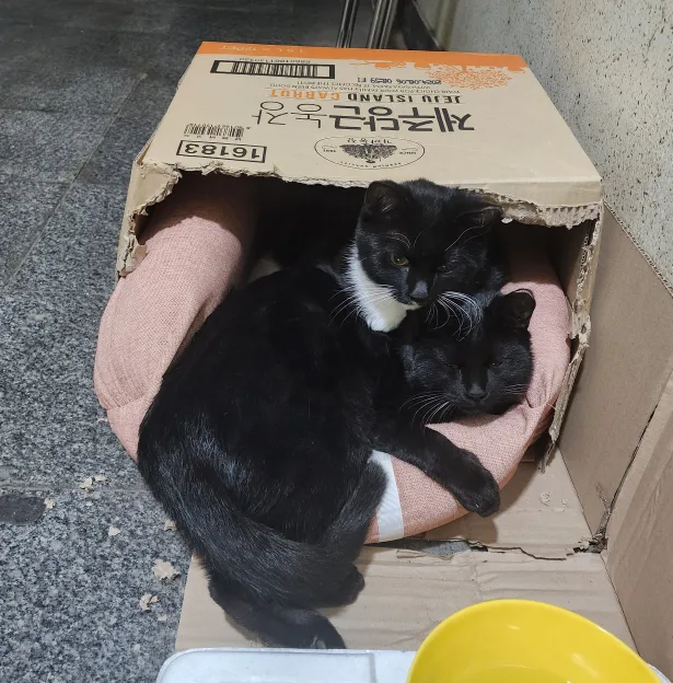별총총